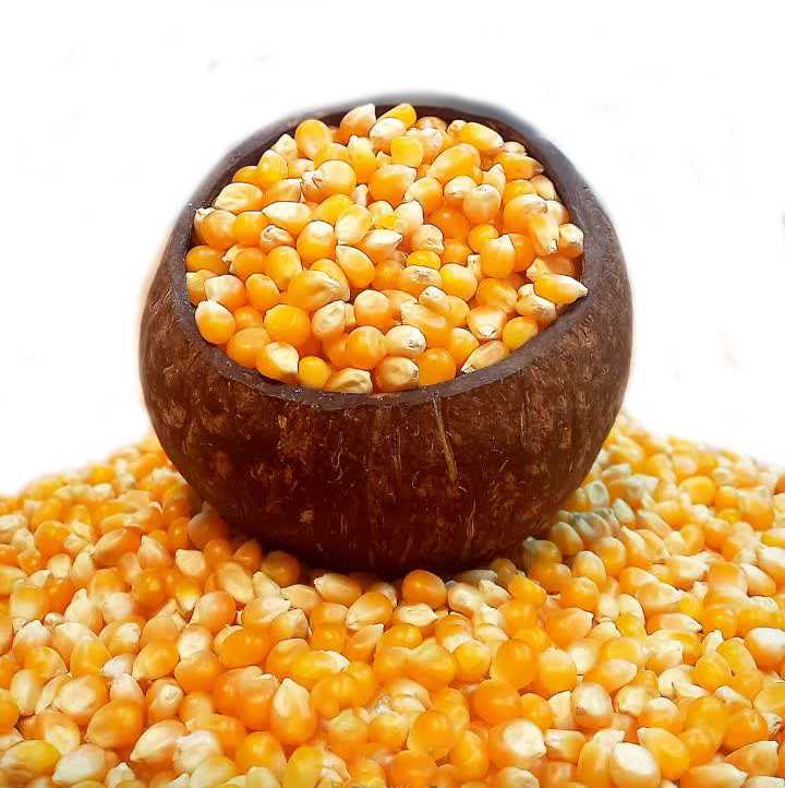 دانه ذرت