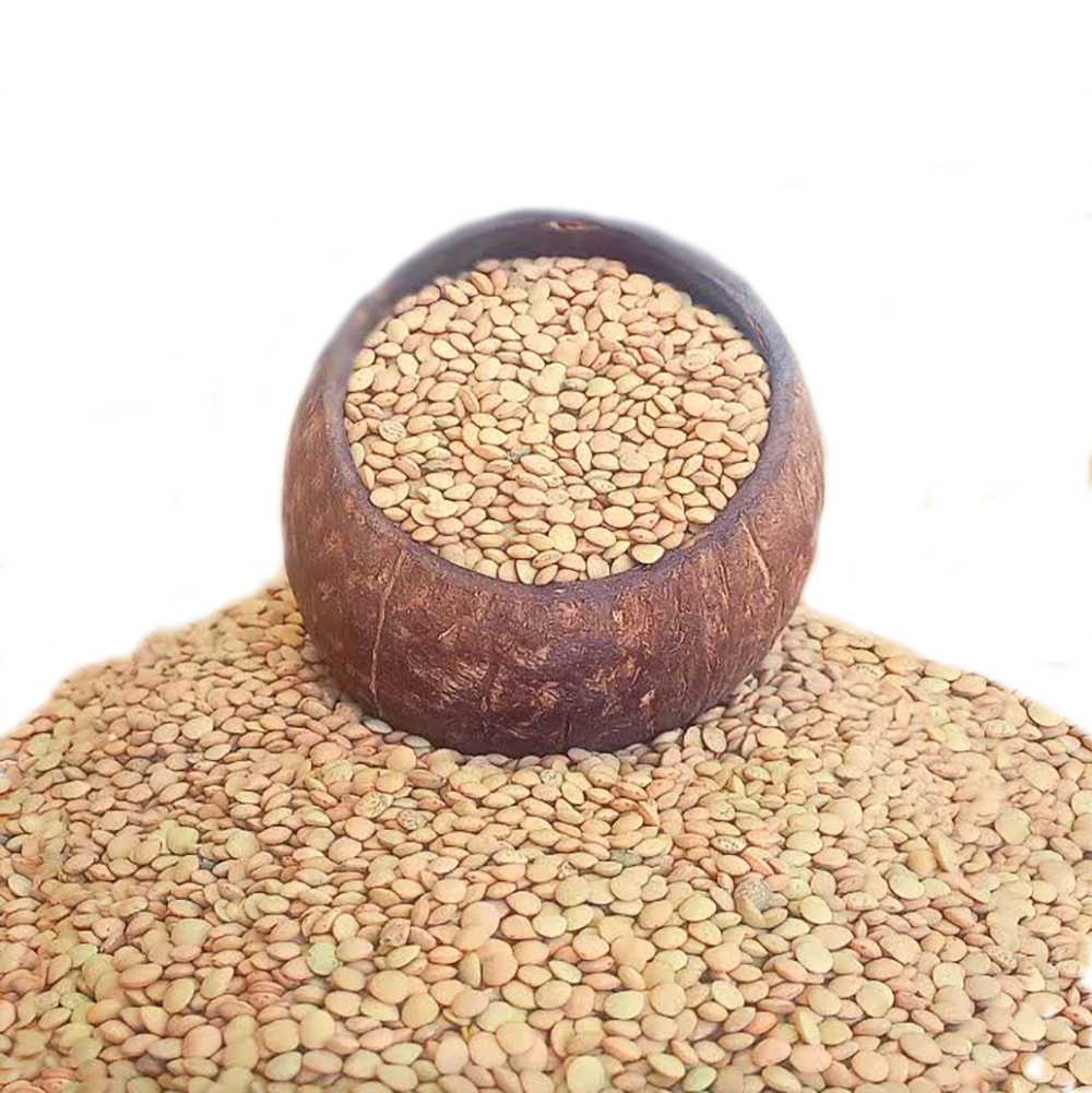 عدس ریز