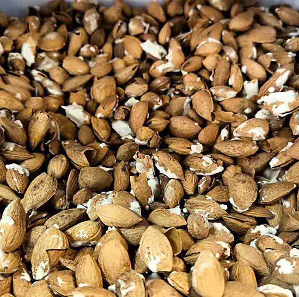 بادام کاغذی