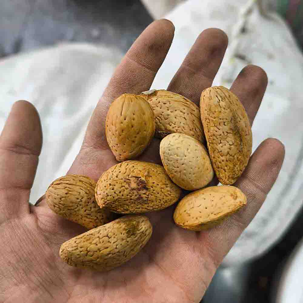 بادام سنگی ایرانی
