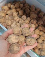 گردو تبریز